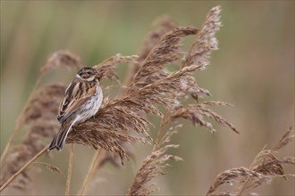 Reed bunting (Emberiza schoeniclus) adult female bird feeding on a Common reed seed head in a