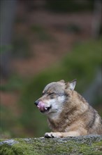 European wolf (Canis lupus lupus) adult animal licking its lips whilst resting on a rock in a