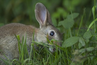 Rabbit (Oryctolagus cuniculus) adult animal feeding on grassland, Suffolk, England, United Kingdom,