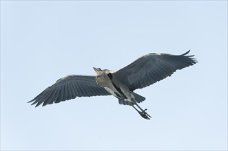 Grey Heron (Ardea cinerea) in flight, Germany, Europe