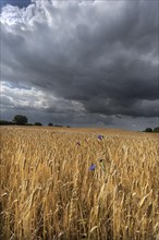 Rain clouds (Nimbostratus) over a ripe barleys (Hordeum vulgare), Vitense, Mecklenburg-Vorpommern,