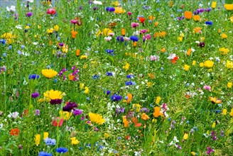 Colorful flowery meadow, France, Europe