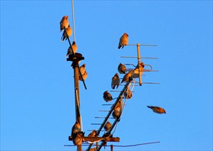 Bohemian waxwing on antenna (Bombycilla Garrulus) invasion in Munich, Bavaria, Germany, Europe