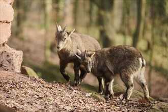 Alpine ibex (Capra ibex) youngsters playing with each others, Bavaria, Germany, Europe