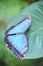 Peleides blue morpho butterfly (Morpho peleides) sitting on a leaf, Germany, Europe