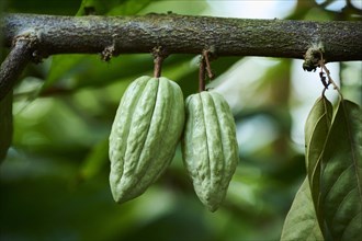 Cacao tree (Theobroma cacao) fruits hanging on a tree growing in a greenhouse, Germany, Europe