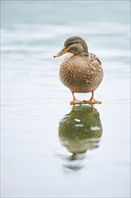 Wild duck (Anas platyrhynchos) female standing on the ice of a frozen lake, Bavaria, Germany,