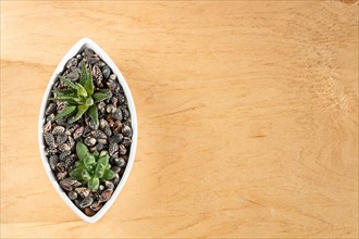 Small succulents in a ceramic pot on a wooden background with copy space. top view