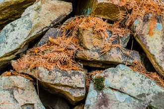 Closeup of large rocks with brown fallen leaves from larch tree in wilderness in South Korea