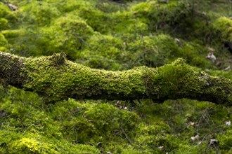 Forest floor and fallen tree trunk, overgrown with moss, Oksbol, Region Syddanmark, Denmark, Europe