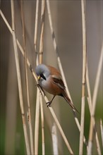 Bearded tit or reedling (Panurus biarmicus) adult male bird on a Common reed stem in a reedbed,