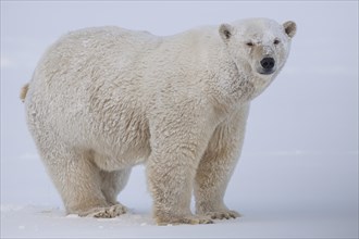 Polar bear (Ursus maritimus), standing in the snow, Kaktovik, Arctic National Wildlife Refuge,
