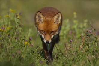 Red fox (Vulpes vulpes) adult animal walking amongst summer wildflowers in grassland, England,