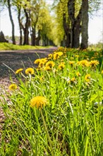 Blooming dandelion (Taraxacum officinale) in a tree Lined gravel road with lush green trees a sunny