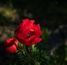 A red poppy flower in sharp focus against a dark, blurred background Papaver orientale