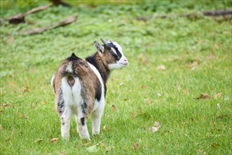 Domestic goat (Capra hircus) standing on a meadow, Bavaria, Germany, Europe
