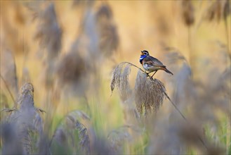 Singing bluethroat in the illuminated reeds of the Wagbachniederung