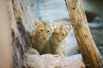 Asiatic lion (Panthera leo persica) cubs on a rock, captive