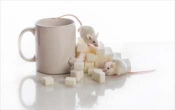 Two white laboratory mice crawling up the stairs from the sugar cubes and a cup, diabetes concept