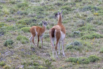 Guanaco (Llama guanicoe), Huanaco, mare with foal, adult, juvenile, Torres del Paine National Park,