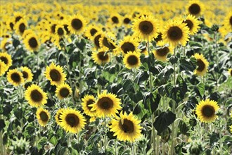 Sunflower field, sunflowers (Helianthus annuus), landscape south of Montepulciano, Tuscany, Italy,
