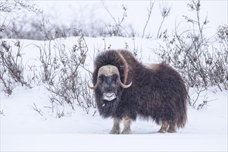 Musk ox (Ovibos moschatus), standing in a snowstorm, bull, North Slope, Alaska, USA, North America