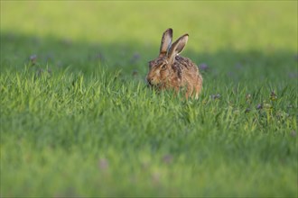 Brown hare (Lepus europaeus) adult animal feeding in springtime farmland cereal field, Suffolk,