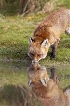 Red fox (Vulpes vulpes) adult animal drinking from a pond, England, United Kingdom, Europe