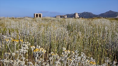 Wide field with wildflowers and ancient ruins against a mountainous backdrop under a blue sky, sea
