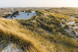 A peaceful dune landscape in the evening light with gentle sunshine on beach grasses