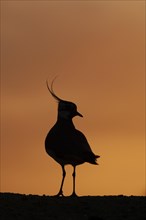 Northern lapwing (Vanellus vanellus) adult bird silhouetted on a ridge at sunset, England, United