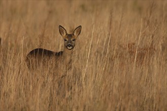 Roe deer (Capreolus capreolus) juvenile female in grassland, Suffolk, England, United Kingdom,