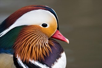 Portrait of a colourful mandarin duck (Aix galericulata), Hesse, Germany, Europe