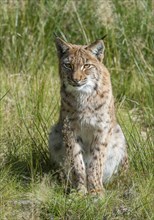 Eurasian lynx (Lynx lynx) sits on a forest meadow and looks attentively, Germany, Europe