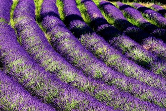 Rows of lavender (Lavandula angustifolia) near Valensole, Provence-Alpes-Cote d'Azur region,