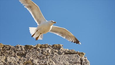 A seagull with outspread wings flies in front of a bright blue sky, sea fortress Methoni,
