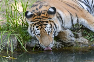 Siberian tiger (Panthera tigris altaica) drinking water, captive, Germany, Europe
