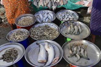 Fish market in Mandalay, Myanmar, Asia