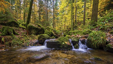 A waterfall at an autumnal gertelbach in the Black Forest as a long exposure