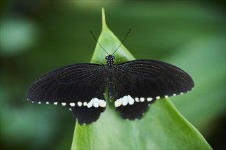 Common Mormon (Papilio polytes) sitting on a leaf, Germany, Europe