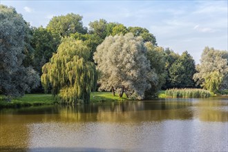Large sprawling willow on the lake in the park. Nesvizh, Belarus, Europe