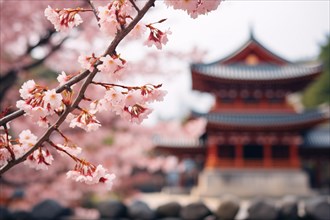 Tree branch with pink Japanese Sakura cherry blossom flowers and blurry red Asian temple building
