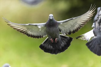 City dove (Columba livia forma domestica) in flight, wildlife, Germany, Europe