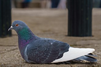 Close-up of a colorful pigeon lying on the ground in the city looking at the camera