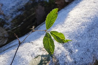 Close-up of blackberry leaves with hoarfrost, Arnsberg Forest nature park Park, Sauerland, North