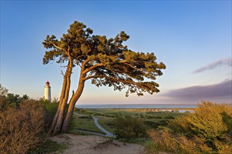 Wind van in the evening light on Hiddensee with the lighthouse