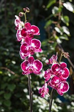 Beautiful orchids of different colors on green background. Phalaenopsis hybrids in the garden.