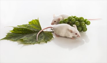 Two small white mice with bunches of green grapes on a white background