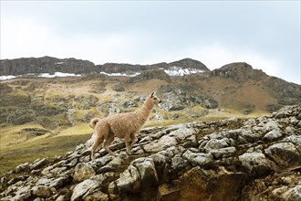 Alpaca (Vicugna pacos) walking over a rock in the Andean highlands, Palccoyo, Checacupe district,