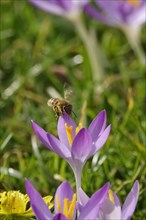 Crocus blossom with bee, February, Germany, Europe